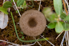Arrhenia gerardiana