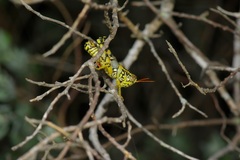 Agroecotettix modestus