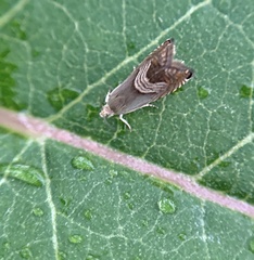 Grapholita delineana