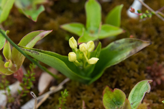 Platanthera blephariglottis