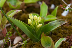 Platanthera blephariglottis