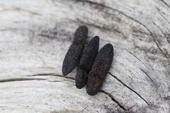Lacon punctatus