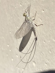 Ephemeroidea