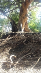 Vachellia xanthophloea