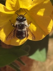 Anthophora terminalis