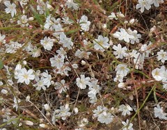 Eriogonum spergulinum