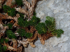 Selaginella watsonii