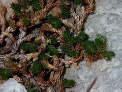 Selaginella watsonii