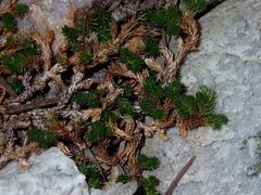 Selaginella watsonii