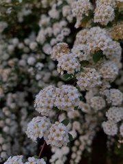Spiraea