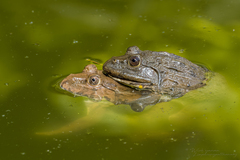 Hoplobatrachus chinensis