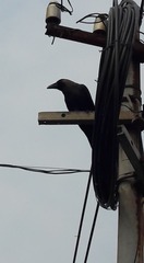 Corvus splendens