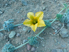 Cucurbita cordata