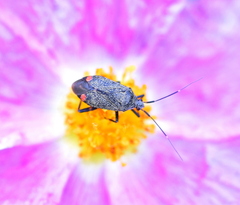 Closterotomus cinctipes