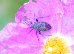 Closterotomus cinctipes