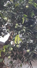 Mangifera indica