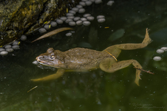 Hoplobatrachus chinensis