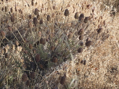 Lavandula pedunculata
