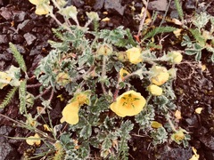Potentilla × villosula