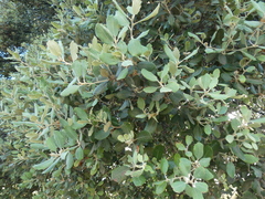 Quercus rotundifolia