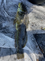 Hexagrammos lagocephalus