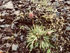 Tofieldia coccinea