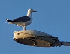 Larus michahellis