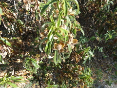 Cistus ladanifer