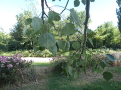Populus alba