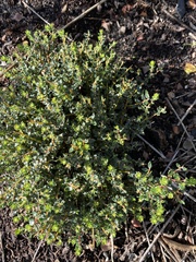 Phylica paniculata