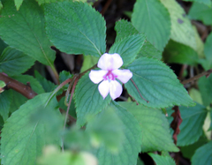 Impatiens sylvicola