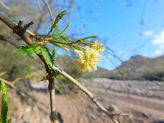 Senegalia kelloggiana