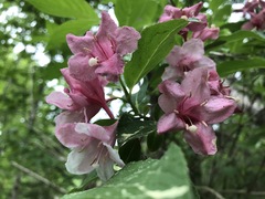 Weigela florida