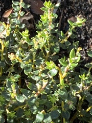 Phylica paniculata