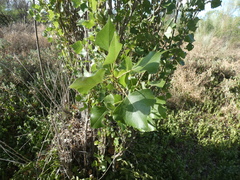 Populus nigra