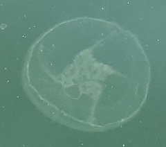Aurelia aurita