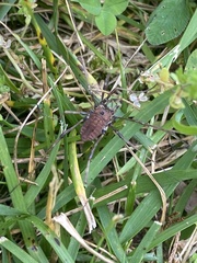 Hadrobunus maculosus