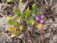 Scaevola calendulacea