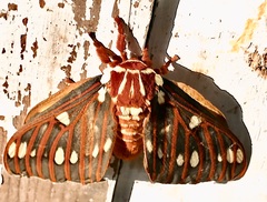 Citheronia azteca