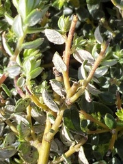 Phylica paniculata