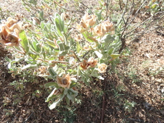 Cistus albidus