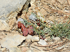 Astragalus oophorus
