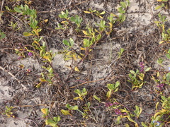 Scaevola calendulacea