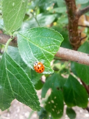 Harmonia axyridis