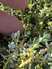 Phylica paniculata
