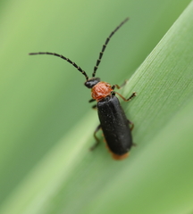 Silis ruficollis