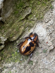 Cyclocephala deceptor