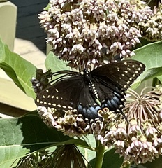 Papilio polyxenes