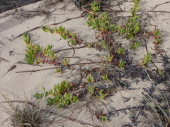 Carpobrotus glaucescens