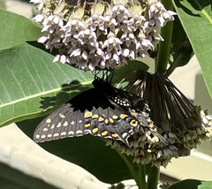 Papilio polyxenes